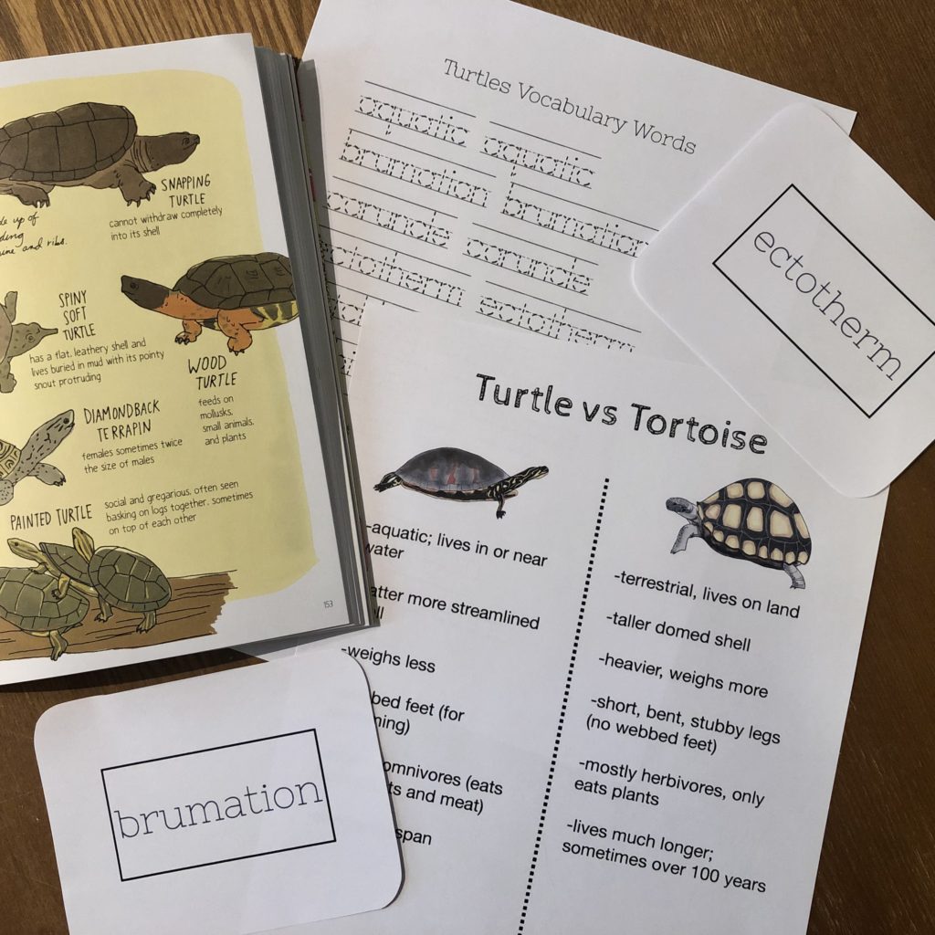 Prep Pack: Turtles - Chickie & Roo Homeschool