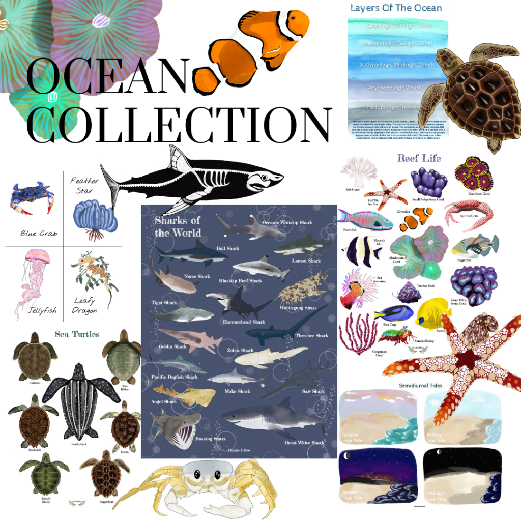 Ocean Collection - Chickie & Roo Homeschool