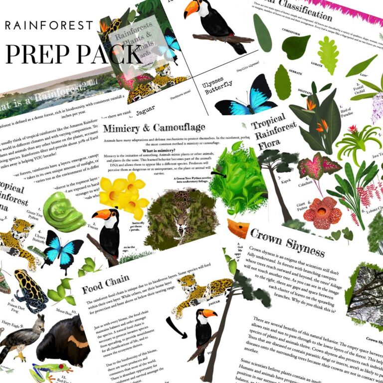 Rainforest Prep Pack - Chickie & Roo Homeschool